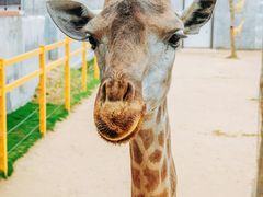 -西霞口神雕山野生动物世界
