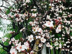 -上海滨江森林公园