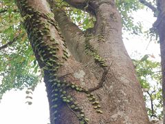 -中国科学院西双版纳热带植物园