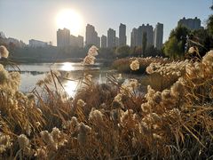 -群力丁香公园