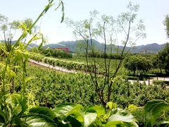 -北京张裕爱斐堡酒庄