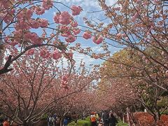 -高东镇樱花园