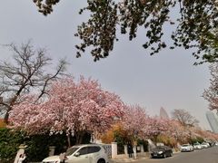 -天津五大道文化旅游区