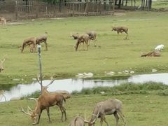 -北京麋鹿生态实验中心