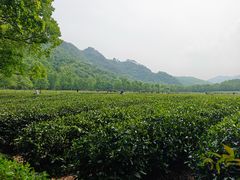 -中国茶叶博物馆(双峰馆区)