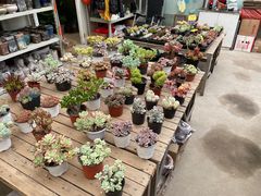 -金陵花卉交易市场