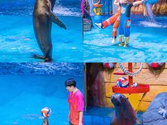 -烟台海昌鲸鲨海洋公园