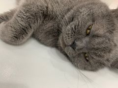 -糯米喵星人·撸猫猫舍咖啡馆(西市场嘉华店)