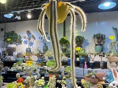 -朝来春花卉市场