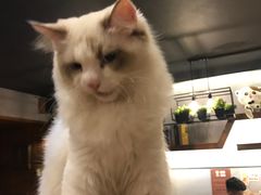 -喵园·猫主题咖啡厅·撸猫·猫咖(国贸店)