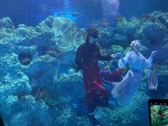 -芜湖新华联大白鲸海洋公园