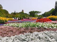 -深圳仙湖植物园