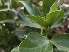 -北门饭店(三香路店)