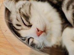 -飞行喵MR PILOT|猫舍·猫咖(静安大融城店)