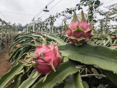 -硇洲岛旅游区