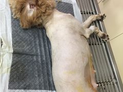 -东莞宠友24H宠物中心医院·转诊夜诊·异宠(新河北路院)