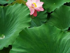 -合肥滨湖国家森林公园