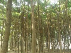 -昆山城市生态森林公园