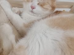 -Heymao猫咖.咖啡厅(东门店)
