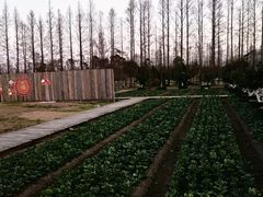 -前小桔亲子创意农场·草莓采摘·露营烧烤