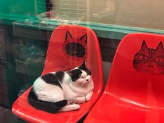 -猫咪博物馆(顶澳仔猫街店)