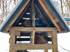 -宫城藏王狐狸村