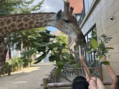 -灵玲国际马戏城