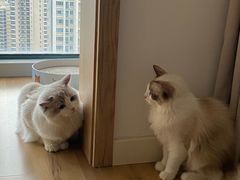 -欣宠猫屋·矮脚拿破仑·蓝金金渐层