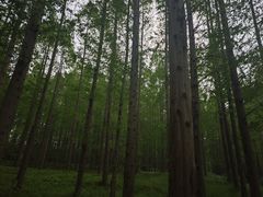 -黄海国家森林公园