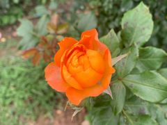 -花溪公园