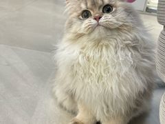 -lincat·猫舍(广州店)