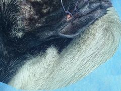 -全心全意连锁动物医院·特色中医诊疗(会城门分院)