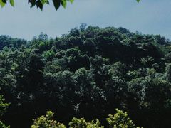 -大屏嶂森林公园