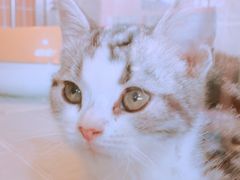 -1013 PET SHOP 宠物商店(近铁城市广场店)