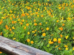 -黄海国家森林公园