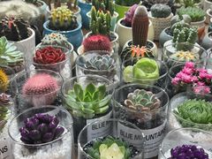 -双季花艺园艺市场(浦东店)