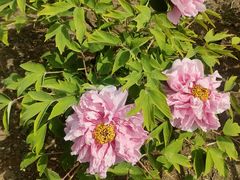 -黑龙江省森林植物园
