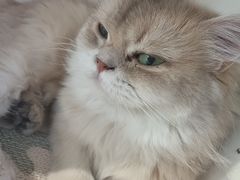 -琪喵猫屋·撸猫猫咖·猫舍
