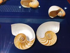 -青岛贝壳博物馆