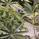 有三个小船可以定，环境很好，刚装修完的