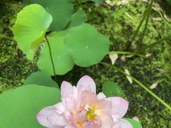 -陈家山荷花公园
