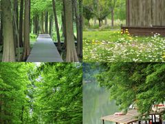 -溱湖国家湿地公园