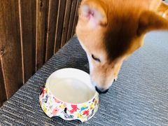 -柴源莊·柴小宠柴犬咖啡