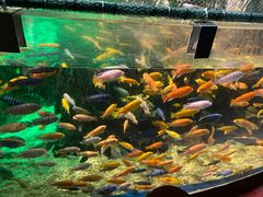 -太平洋海底世界