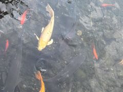 -九尺赵老四鲜鹅肠火锅