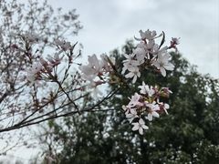 -顾村公园
