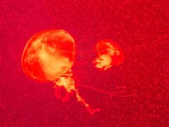 -福州罗源湾海洋世界旅游区