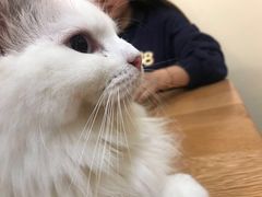 -滚猫咖啡·猫咖·猫友好撸猫(未来城店)