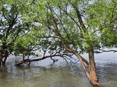 -宝安西湾红树林湿地公园