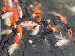 -珠海圆明新园
